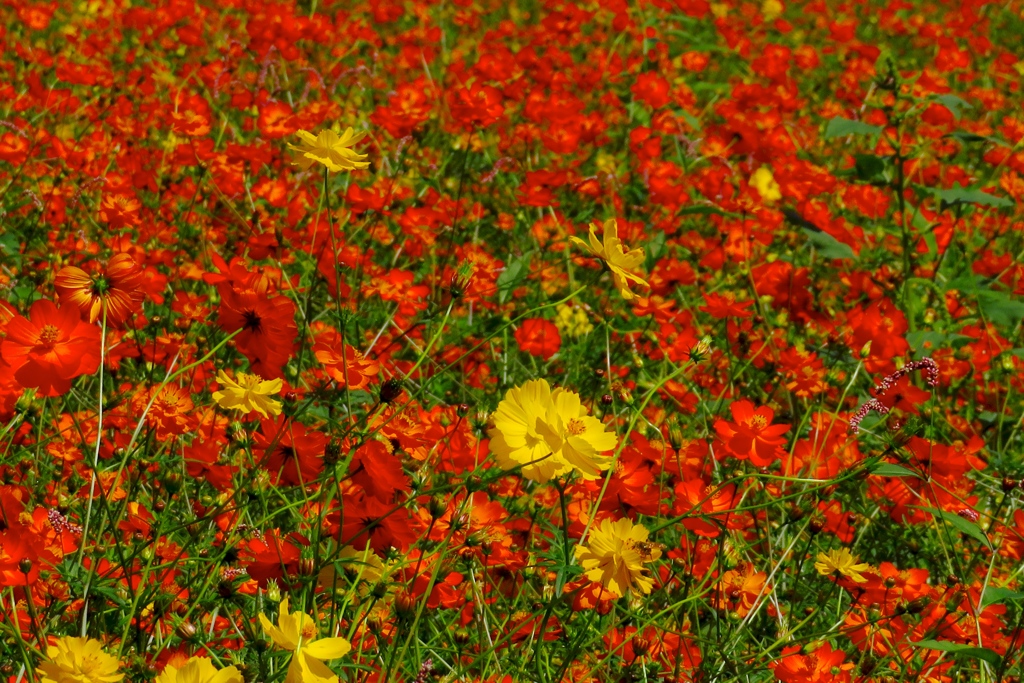 黄花コスモスの中に