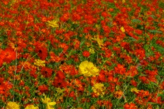 黄花コスモスの中に