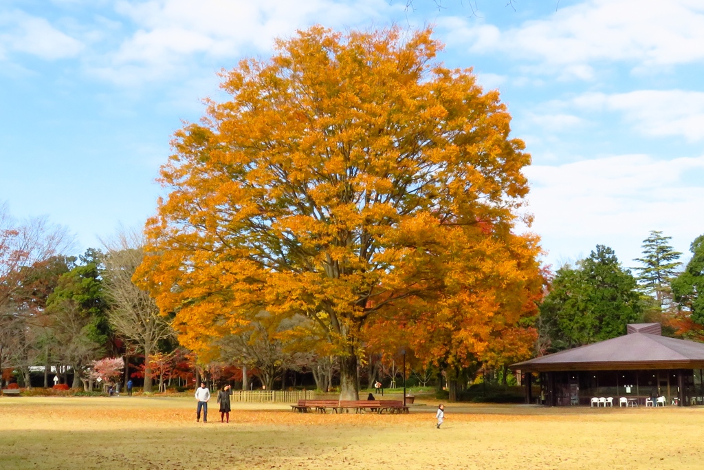 秋の大樹