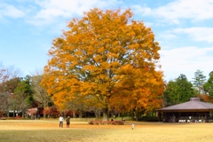 秋の大樹