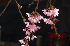 枝垂れ桜
