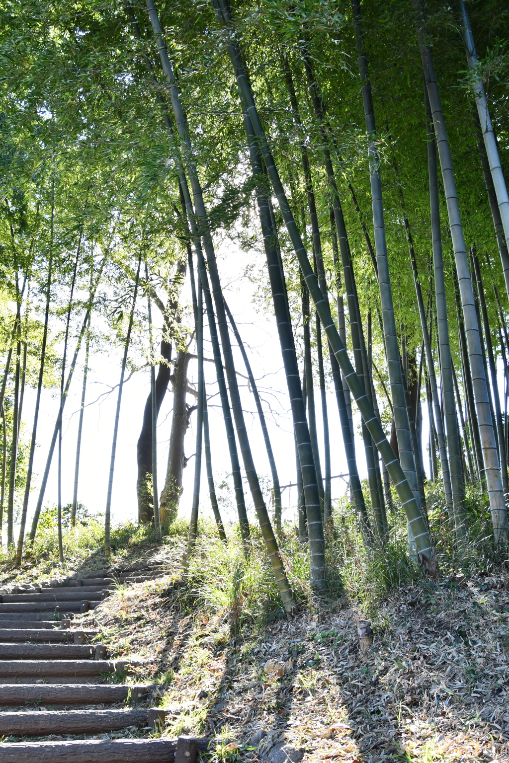 春先の竹林