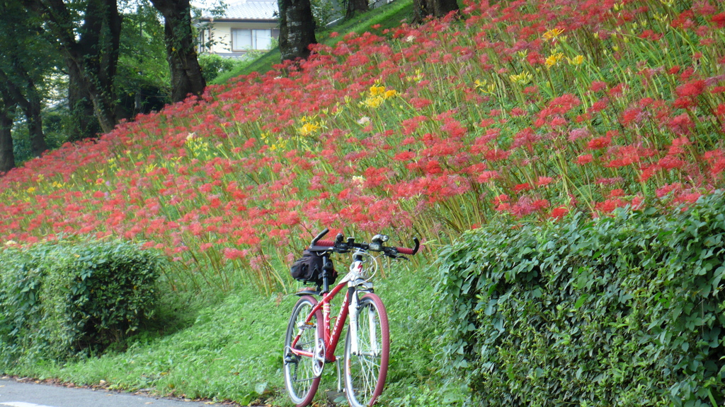 自転車