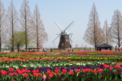 チューリップが咲き始めました