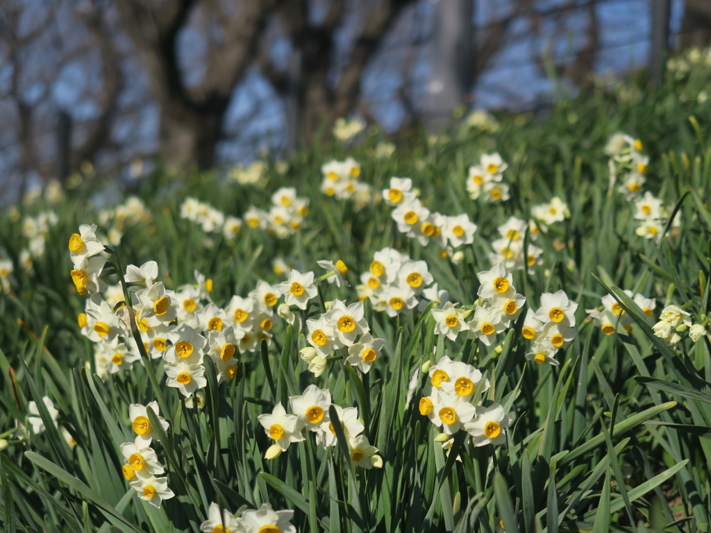 水仙　今朝のNHKで紹介されました