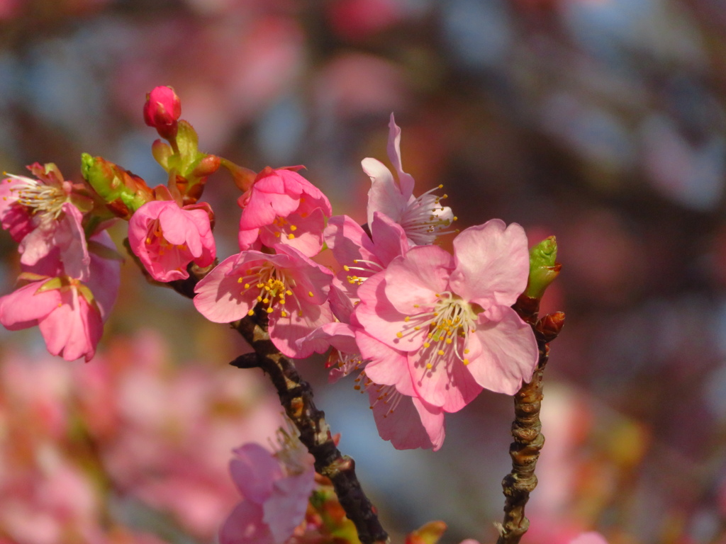 近所の桜