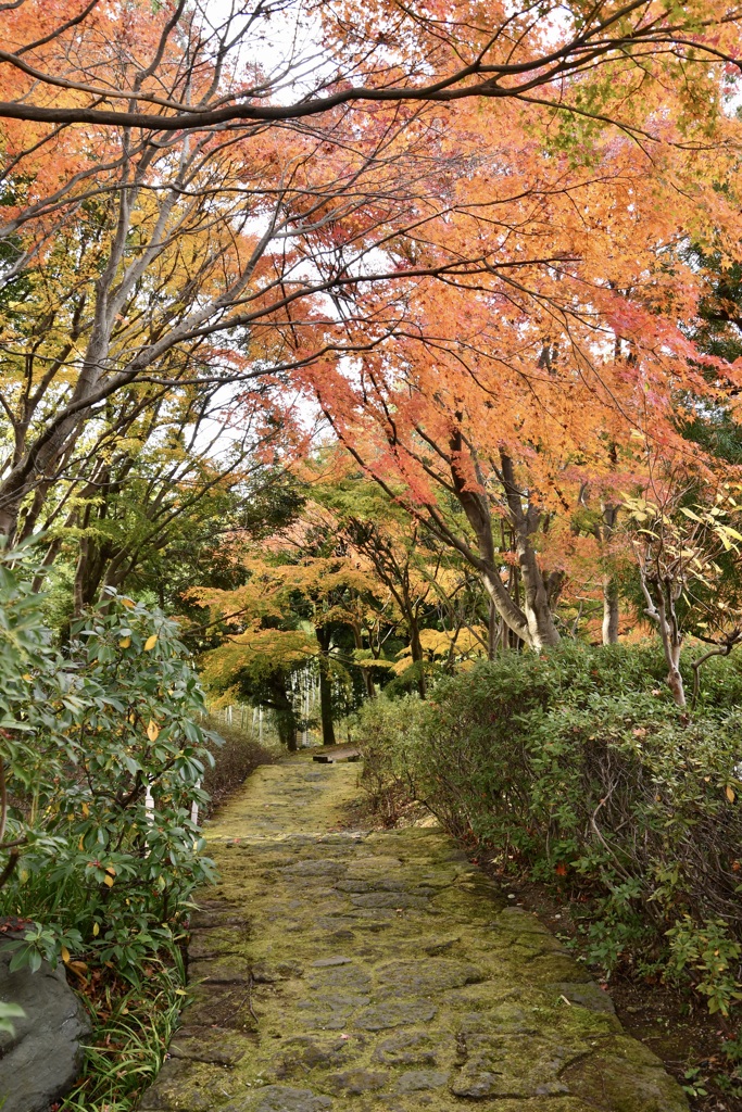 苔むした路　２