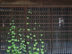あさがお