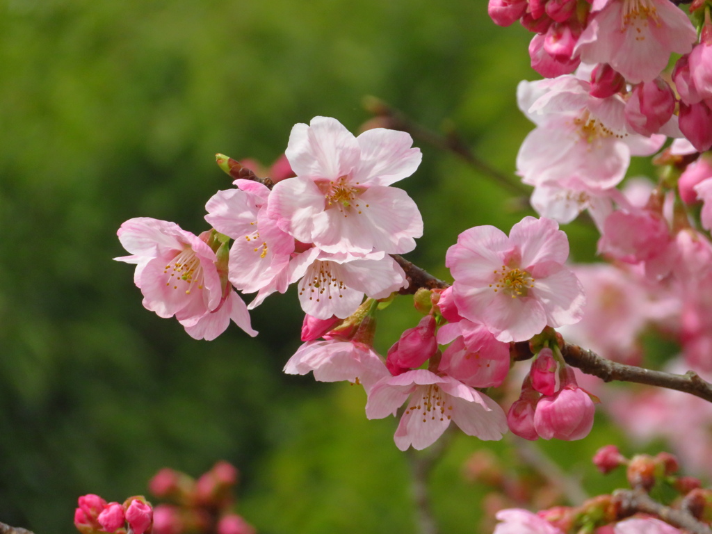 桜咲く