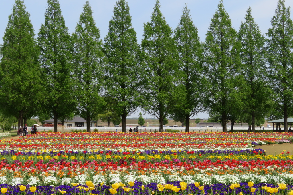 チューリップとメタセコイア