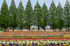 チューリップとメタセコイア