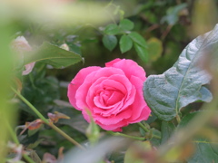 敦賀のバラ