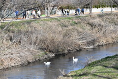 白鳥が泳ぐ近所の小川