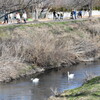 白鳥が泳ぐ近所の小川