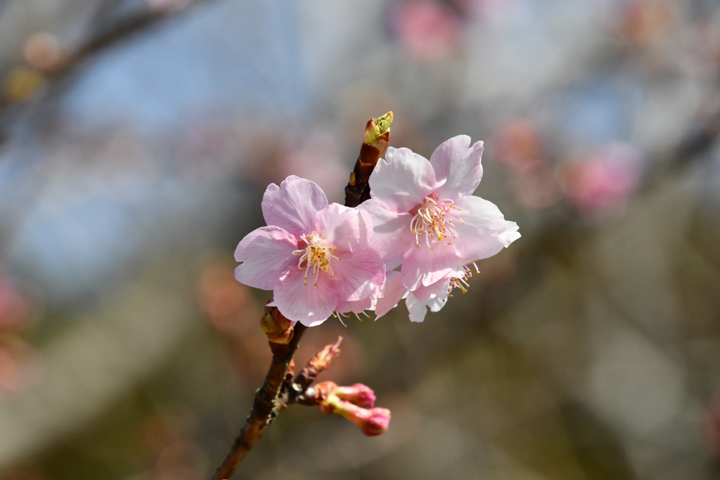 桜開花