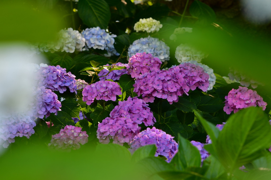 権現堂の紫陽花