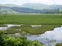 高原の湿原