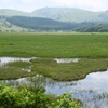 高原の湿原