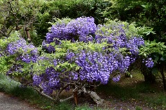 藤に花