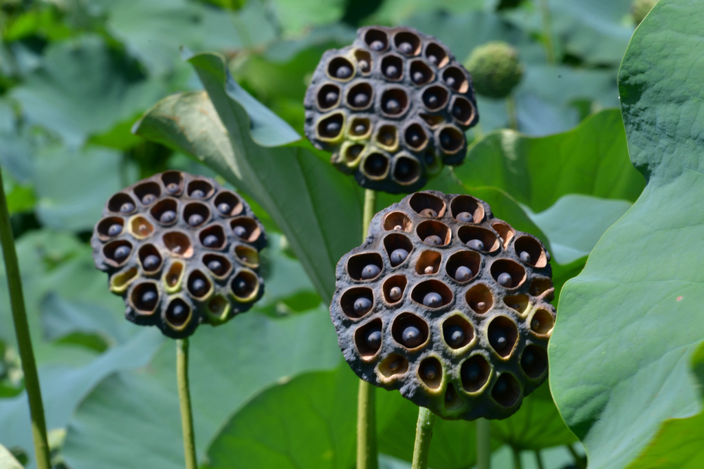 花の後に