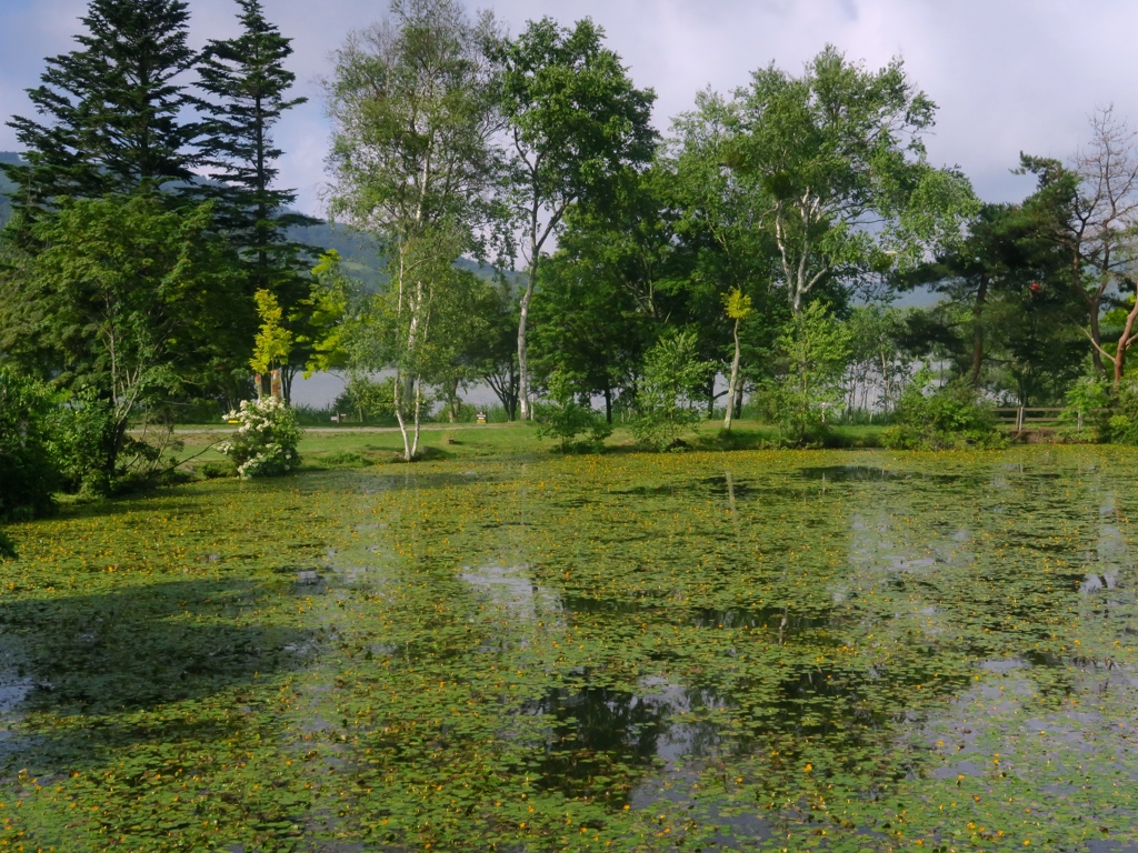 高原の蓮池