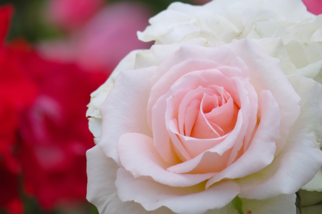 柏市柏の葉公園　バラ園