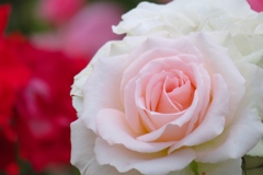 柏市柏の葉公園　バラ園