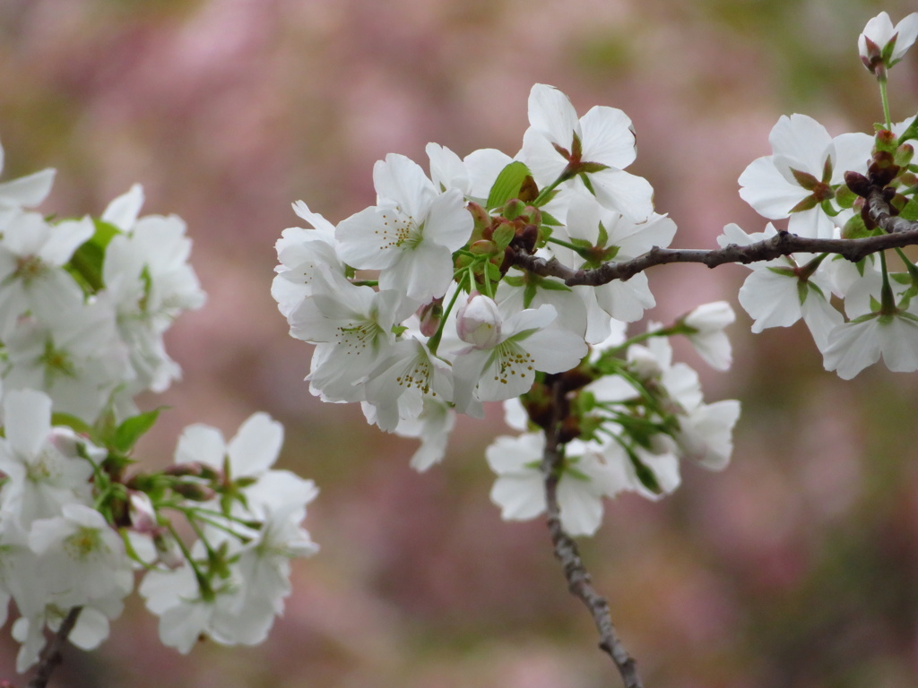 近所の桜