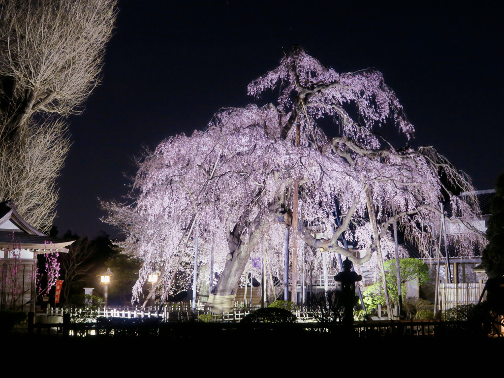 夜桜