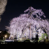 夜桜