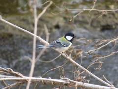 シジュウカラ