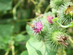 ゴボウの花