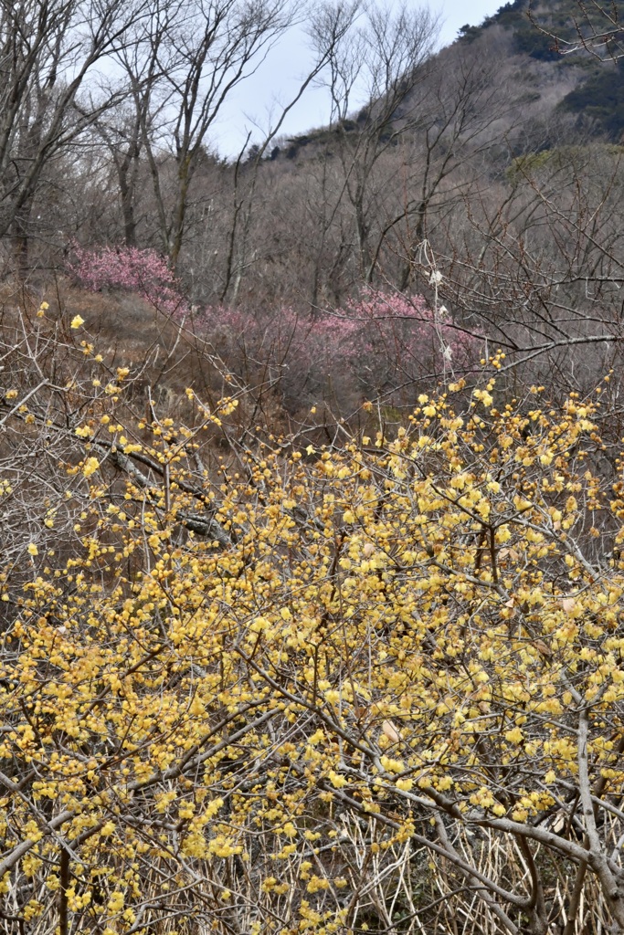 蝋梅と早梅