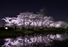 夜桜