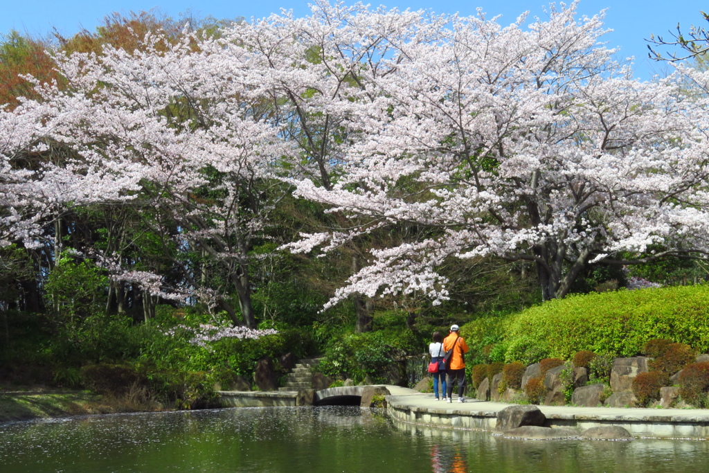 公園の桜