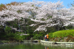 公園の桜