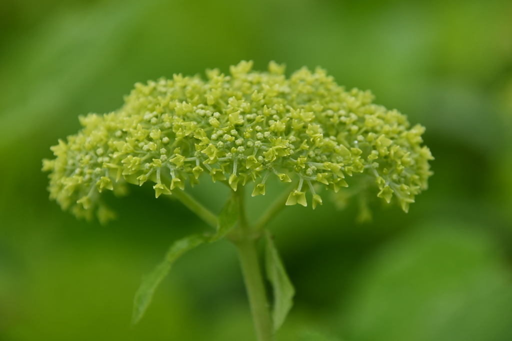 紫陽花の花芽