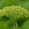 紫陽花の花芽