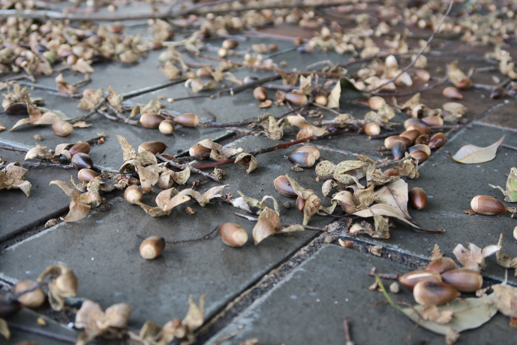 ドングリが・・・もう秋なんですね