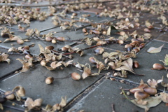 ドングリが・・・もう秋なんですね