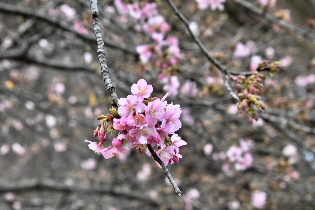 河津桜が咲き始めました