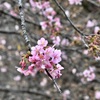河津桜が咲き始めました