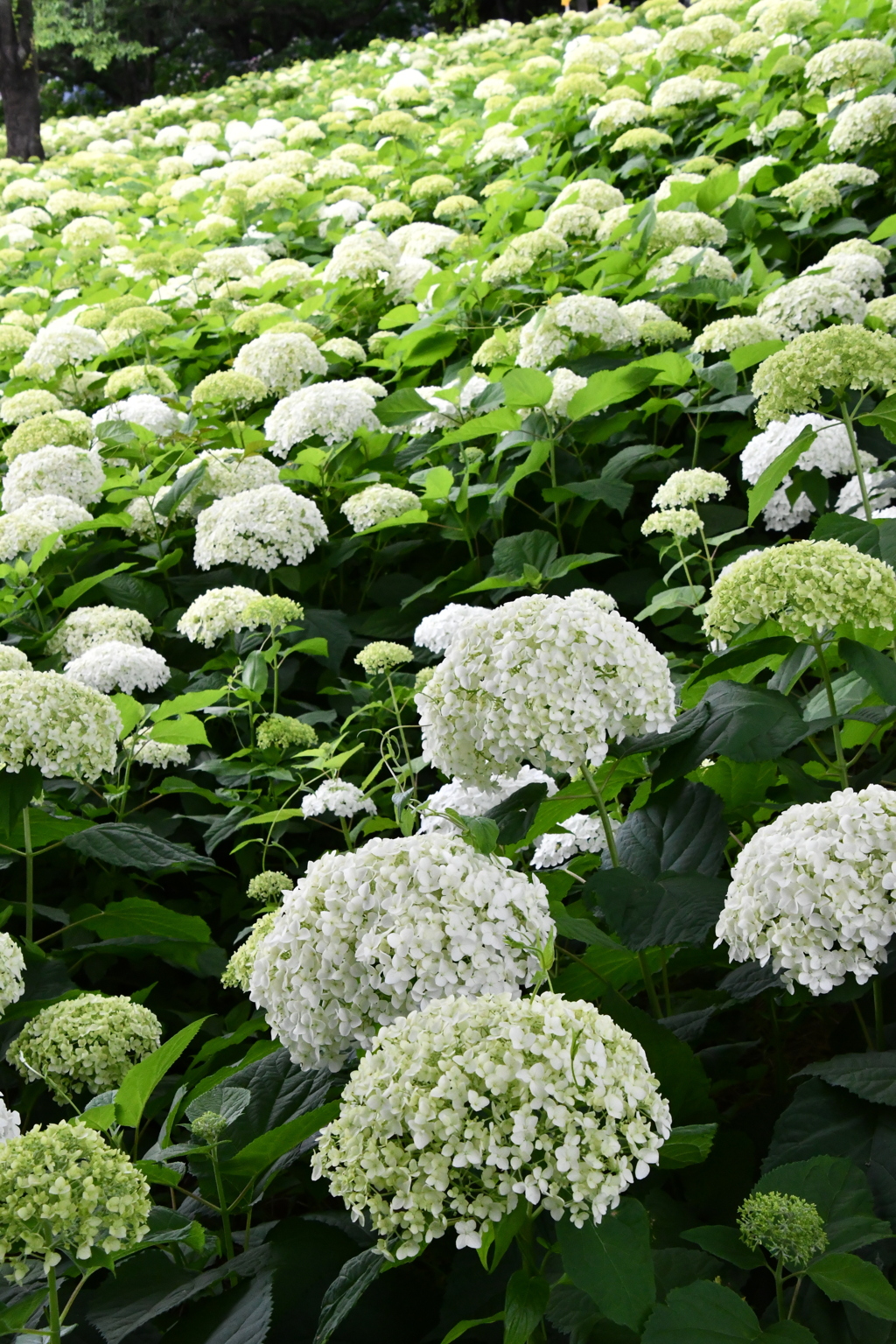 紫陽花
