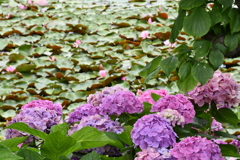 紫陽花と睡蓮