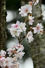 １０月の桜