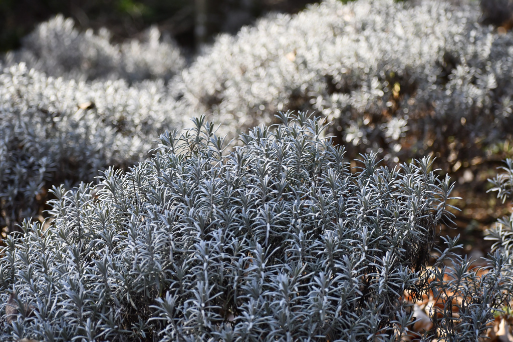 冬のラベンダー