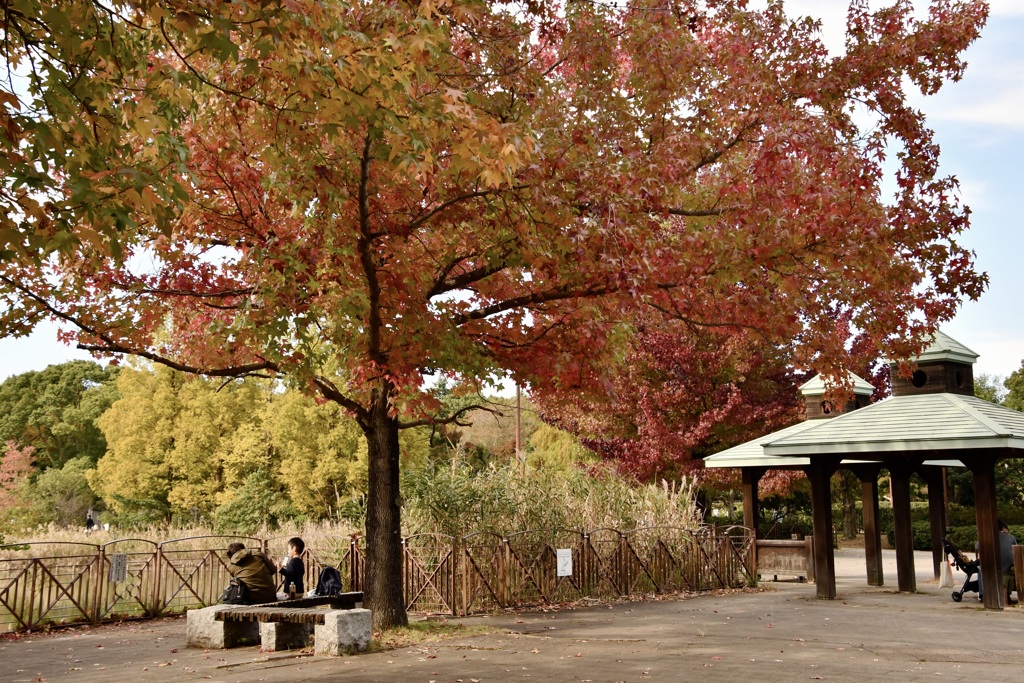 紅葉がやってきた