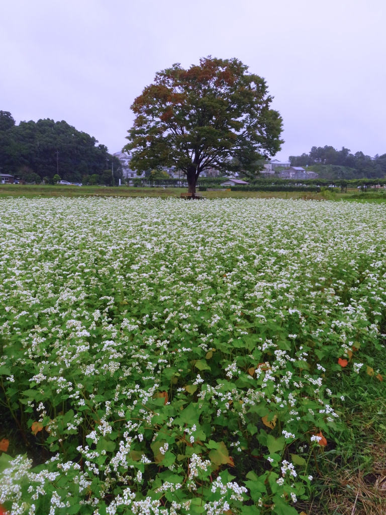 蕎麦畑