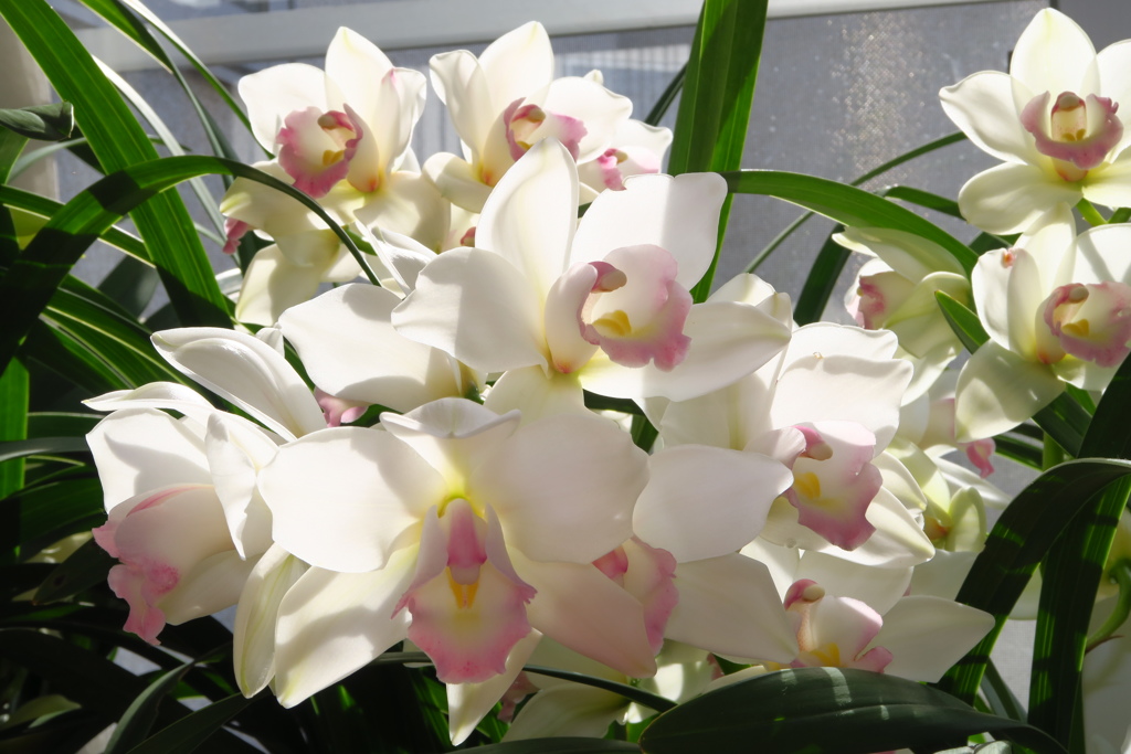 今年も咲いてくれました