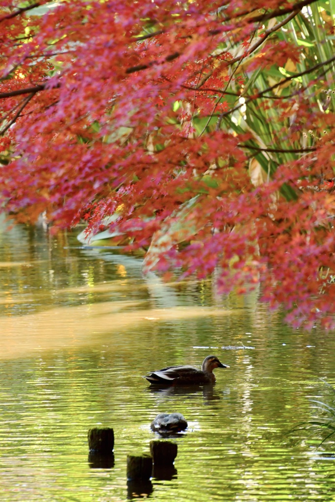 秋の鴨